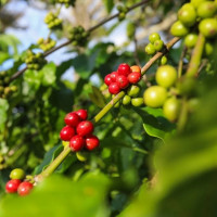 Giá nông sản ngày 6/4/2024: Arabica tiếp tục tăng, giá tiêu Ấn Độ và Indonesia cùng tăng trong tuần