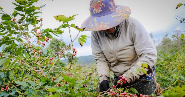 Giá nông sản ngày 14/4/2024: cà phê tăng, giá tiêu giảm tiếp