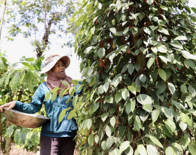 Giá nông sản ngày 21/4/2024: giá tiêu và cà phê có tuần tăng mạnh