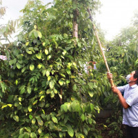 Giá nông sản ngày 22/4/2024: giá tiêu và cà phê được dự báo lạc quan