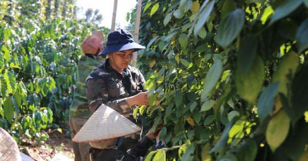 Giá nông sản ngày 25/4/2024: giá Robusta tăng, thị trường tiêu "quay xe" trước nghỉ lễ