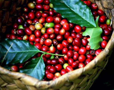 Giá nông sản ngày 29/4/2024: Cà phê trong nước tăng 2.500 đồng/kg