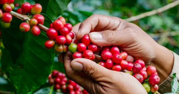 Giá nông sản ngày 30/4/2024: Cà phê 134.200 đồng/kg, hồ tiêu 98.000 đồng/kg