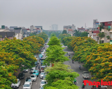 Hà Nội đẹp dịu dàng mùa hoa giáng hương