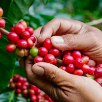 Giá nông sản ngày 30/4/2024: Cà phê 134.200 đồng/kg, hồ tiêu 98.000 đồng/kg