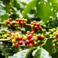Giá nông sản ngày 3/5/2024: Cà phê giảm thêm 2.500 đồng/kg, giá tiêu đi ngang