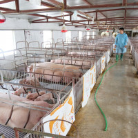 Giá lợn hơi tăng, vì sao người chăn nuôi e ngại tái đàn?