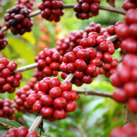 Giá nông sản ngày 19/5/2024: Cà phê tăng, liệu có quay về mức đỉnh 134.000 đồng/kg?