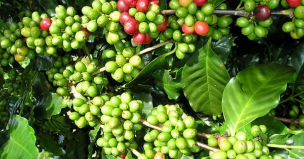 Giá nông sản ngày 20/5/2024: Cà phê đạt mốc 103.800 đồng/kg, hồ tiêu ngày thứ 2 đứng giá