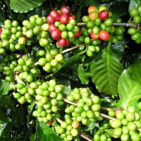 Giá nông sản ngày 20/5/2024: Cà phê đạt mốc 103.800 đồng/kg, hồ tiêu ngày thứ 2 đứng giá