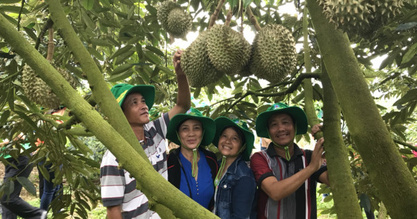 Phân bón Phú Mỹ: Bí quyết cho cây dưa và sầu riêng ở miền Trung – Tây Nguyên những mùa bội thu