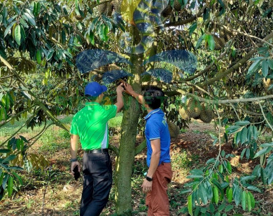 Giải pháp phòng và trị bệnh nguy hiểm thường gặp trên cây sầu riêng trong mùa mưa