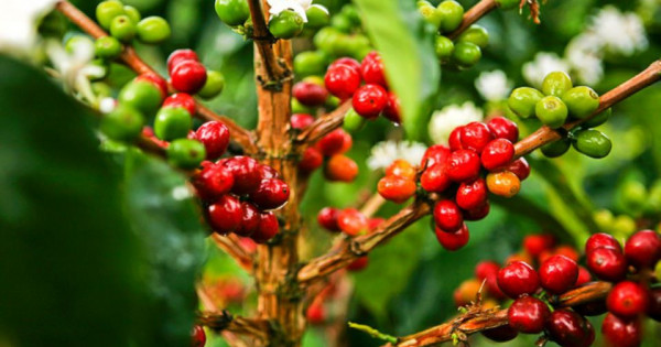 Giá nông sản ngày 5/6/2024: Cà phê hướng đến đỉnh lịch sử 134.000 đồng/kg?