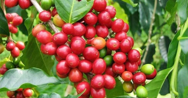Giá nông sản ngày 6/6/2024: Hồ tiêu và cà phê cùng bật tăng mạnh