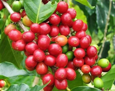 Giá nông sản ngày 6/6/2024: Hồ tiêu và cà phê cùng bật tăng mạnh