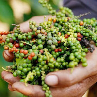 Giá nông sản ngày 17/6/2024: Giá tiêu tăng mạnh chạm mốc 170.000 đồng/kg, cà phê 120.000 đồng/kg
