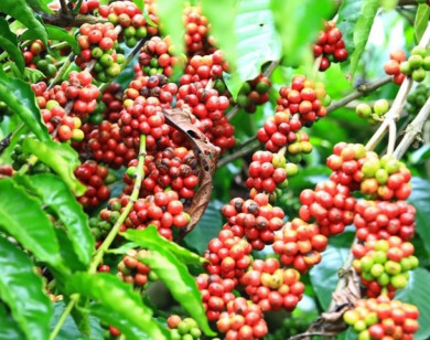 Giá nông sản ngày 18/6/2024: Hồ tiêu lao dốc, cà phê ổn định ở mức 120.000 đồng/kg