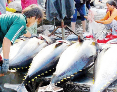 Đức dẫn đầu EU về nhập khẩu cá ngừ đóng hộp của Việt Nam
