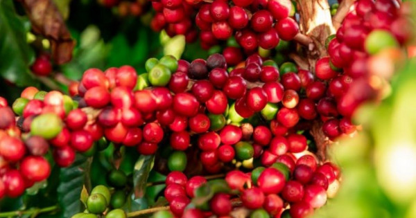 Giá nông sản ngày 1/7/2024: Cà phê và hồ tiêu giá ổn định ở mức cao