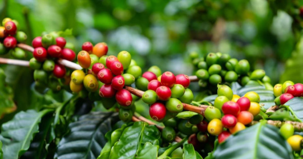 Giá nông sản ngày 2/7/2024: Cà phê và hồ tiêu đảo chiều tăng mạnh