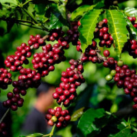 Giá nông sản ngày 3/7/2024: Cà phê bật tăng, hồ tiêu lao dốc