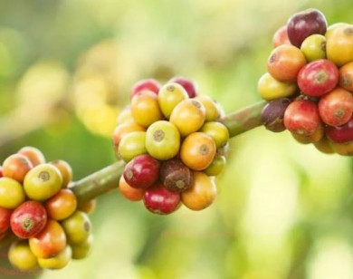 Giá nông sản ngày 13/7/2024: Cà phê bật tăng mạnh, hồ tiêu giảm nhẹ
