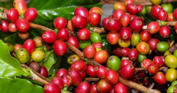 Giá nông sản ngày 18/7/2024: Cà phê và hồ tiêu tiếp tục giảm