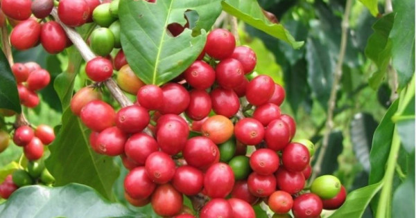 Giá nông sản ngày 19/7/2024: Cà phê tăng nhẹ, hồ tiêu chững lại