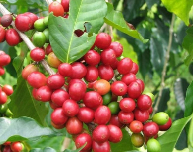 Giá nông sản ngày 19/7/2024: Cà phê tăng nhẹ, hồ tiêu chững lại