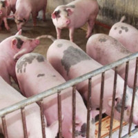 Giá heo ngày 19/7/2024: Chững giá ở cả 3 miền
