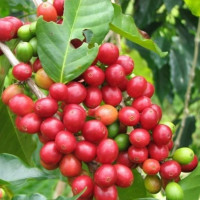 Giá nông sản ngày 19/7/2024: Cà phê tăng nhẹ, hồ tiêu chững lại