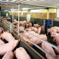 Giá heo ngày 20/7/2024: Tiếp tục giảm, mất mốc 67.000 đồng/kg