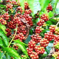Giá nông sản ngày 24/7/2024: Cà phê tiếp đà tăng, hồ tiêu chững lại