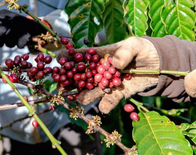 Giá nông sản ngày 25/7/2024: Giá tiêu và cà phê đồng loạt giảm