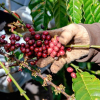 Giá nông sản ngày 25/7/2024: Giá tiêu và cà phê đồng loạt giảm