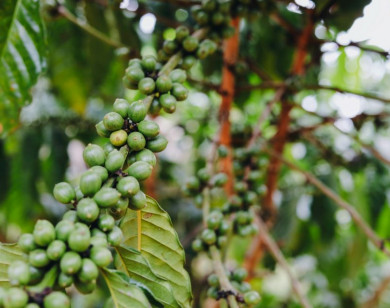 Giá nông sản ngày 26/7/2024: Cà phê giảm mạnh, hồ tiêu tăng nhẹ