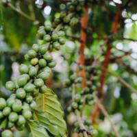 Giá nông sản ngày 26/7/2024: Cà phê giảm mạnh, hồ tiêu tăng nhẹ