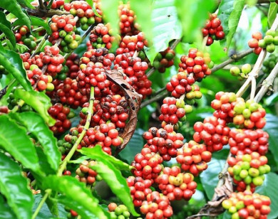 Giá nông sản ngày 28/7/2024: Cà phê giảm nhẹ, hồ tiêu duy trì ổn định 