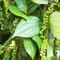 Giá nông sản ngày 13/8/2024: Hồ tiêu đảo chiều lao dốc