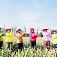 Công ty Cánh Đồng Việt: Mang lại sự thay đổi trên vùng đất đầy nắng gió