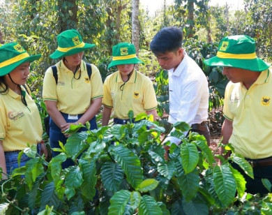 Những lưu ý khi bón phân cho cà phê giai đoạn giữa mùa mưa