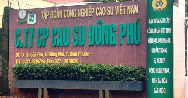 Công ty CP cao su Đồng Phú thiếu trách nhiệm để nhiều ha đất bị khai thác trái phép?