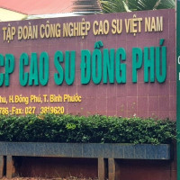 Công ty CP cao su Đồng Phú thiếu trách nhiệm để nhiều ha đất bị khai thác trái phép?