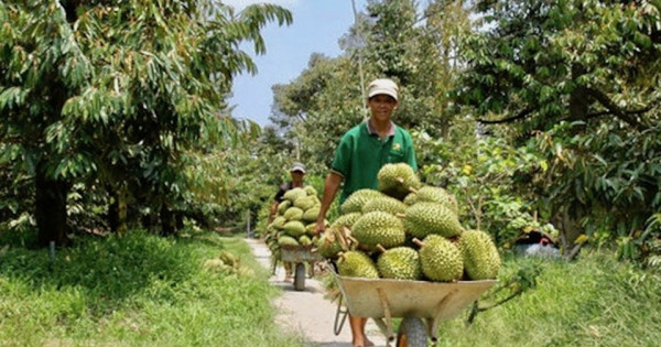 Xuất khẩu sầu riêng đông lạnh sang Trung Quốc, cơ hội nào cho doanh nghiệp Việt?