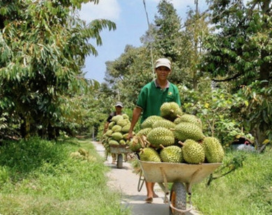 Xuất khẩu sầu riêng đông lạnh sang Trung Quốc, cơ hội nào cho doanh nghiệp Việt?