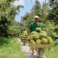 Xuất khẩu sầu riêng đông lạnh sang Trung Quốc, cơ hội nào cho doanh nghiệp Việt?