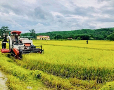 Hà Nội: khôi phục sản xuất bù đắp lương thực bị thiếu hụt do bão, lũ