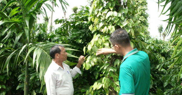 Quản lý sâu bệnh cho hồ tiêu Tây Nguyên trong mùa mưa