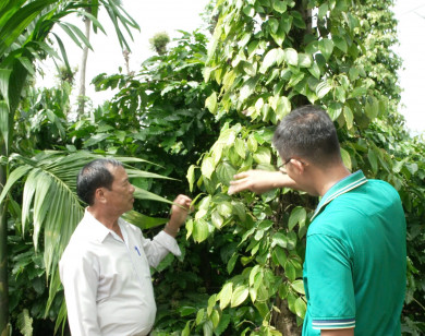 Quản lý sâu bệnh cho hồ tiêu Tây Nguyên trong mùa mưa