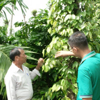 Quản lý sâu bệnh cho hồ tiêu Tây Nguyên trong mùa mưa